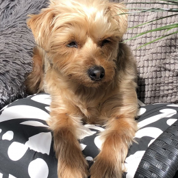 Mitsie profile