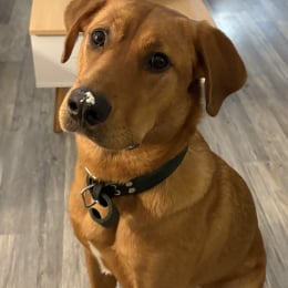 Lily profile
