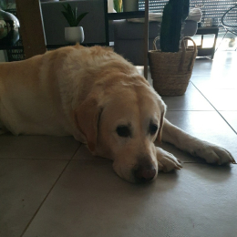 Enzo profile