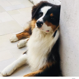 Cuzco profile