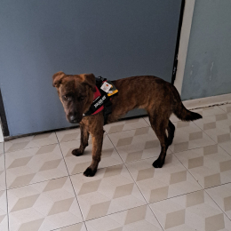 Dafne profile