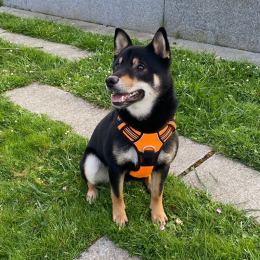 Taïko profile