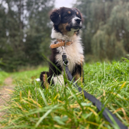 Vasco profile
