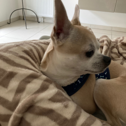 Hugo profile