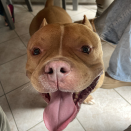 Canelo profile