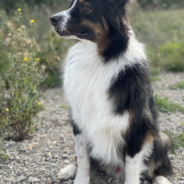 Pandor profile