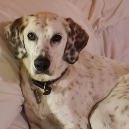 Paco et iska profile