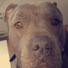 Xena profile