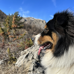 Truff profile