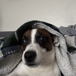 Pooky profile