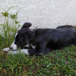 Noa profile