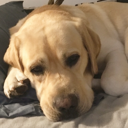 Mambo profile