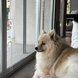 Lou profile