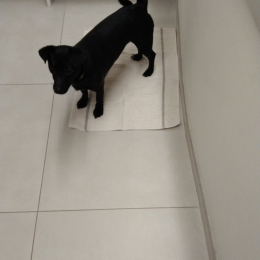 Doggo profile