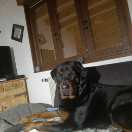 Tsky profile