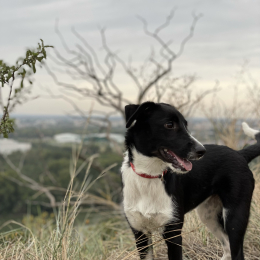 Molly profile