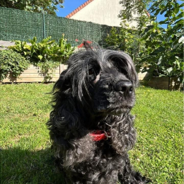 Roméo profile