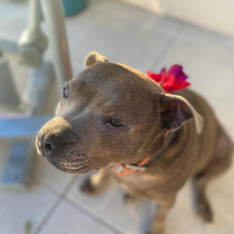 Louna profile