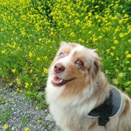 Nalah profile