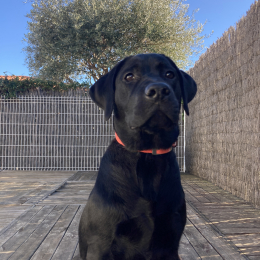 Scooby profile