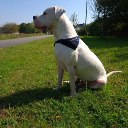 Leko profile