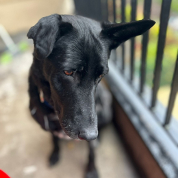 Blacky profile