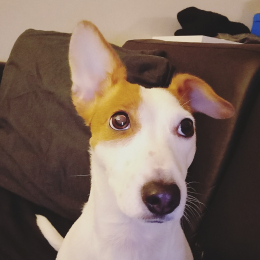 Aria profile