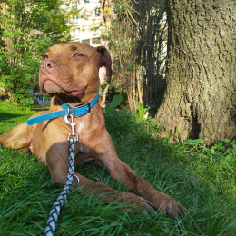 Stitch profile
