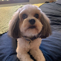 Daisy profile