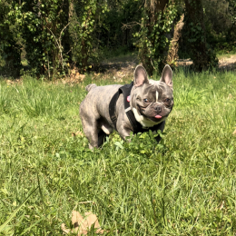 Marley profile