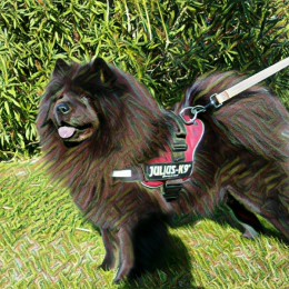 Jyane profile