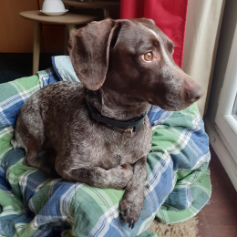 Romy profile