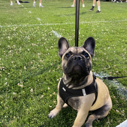 Vasko profile