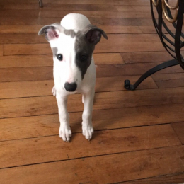 Pongo profile