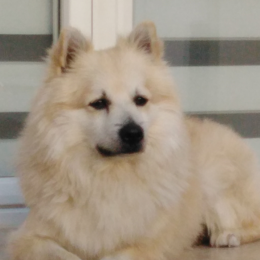 Doggo profile
