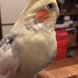 Adil profile