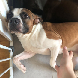 Rocky balboa profile