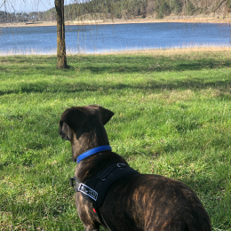 Rambo profile