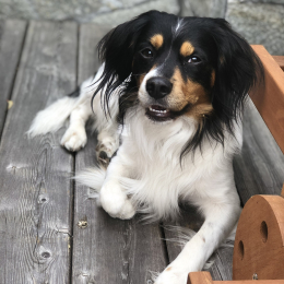 Nelson profile