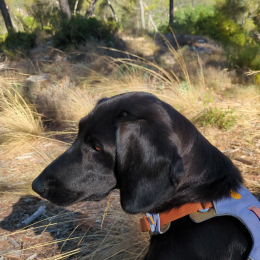 Tchouqui profile