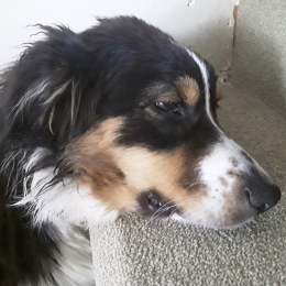 Sally profile