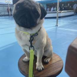 Ralph profile