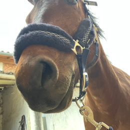 Alienor profile