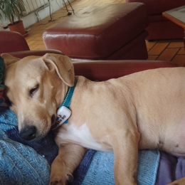 Canela profile