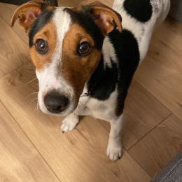 Teddy profile