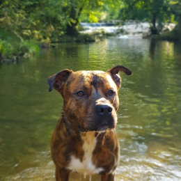 Newton profile