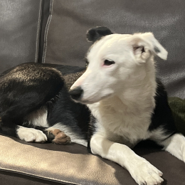 Ullie profile