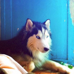 Nanuk profile