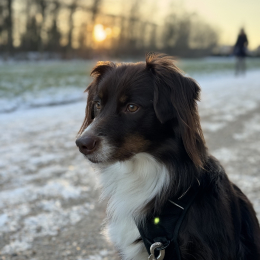 Riley profile