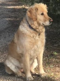 Doggo profile